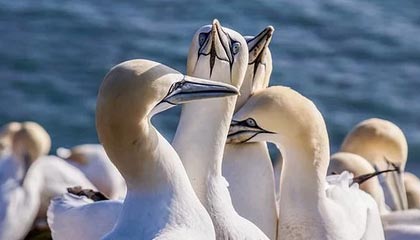 九游体育平台官网-法国战平后，晋级希望寄托于他人，法国战役之后