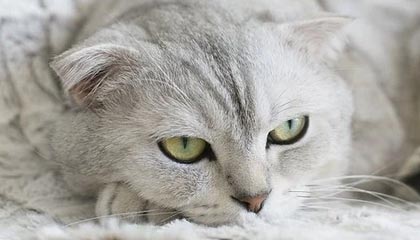 九游娱乐官网 (jiuyou)-“领跑榜首的宿命较量，铁血战士谁能笑到最后？”，铁血战士领袖